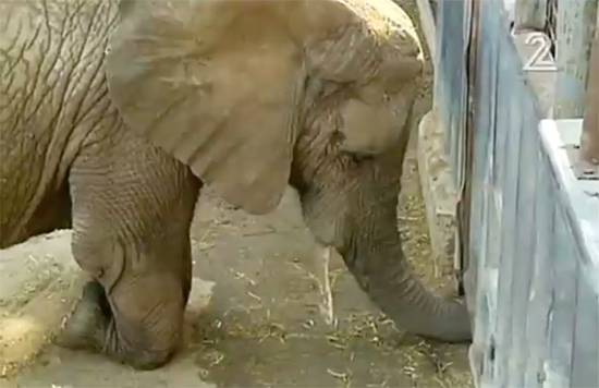 צילום מסך מתוך כתבה ששודרה על הפרויקט בחדשות ערוץ 2