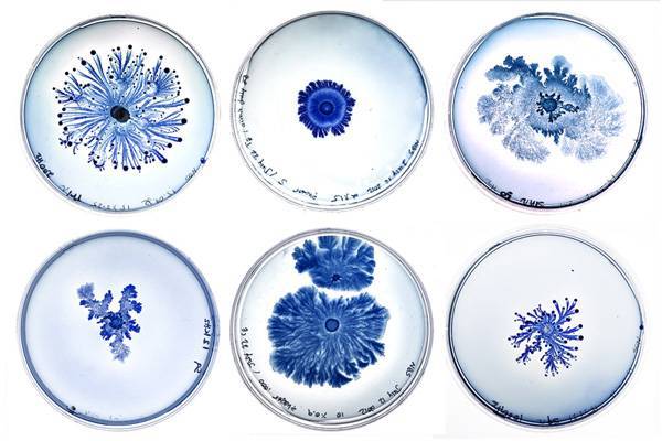 נורית בר-שי, פרט מתוך "Objectivity [tentative]", סדרת "Soundsapaces", אורגניזמים חיים (בקטריות) בצלחות פטרי,  Genspace, ניו יורק 2012