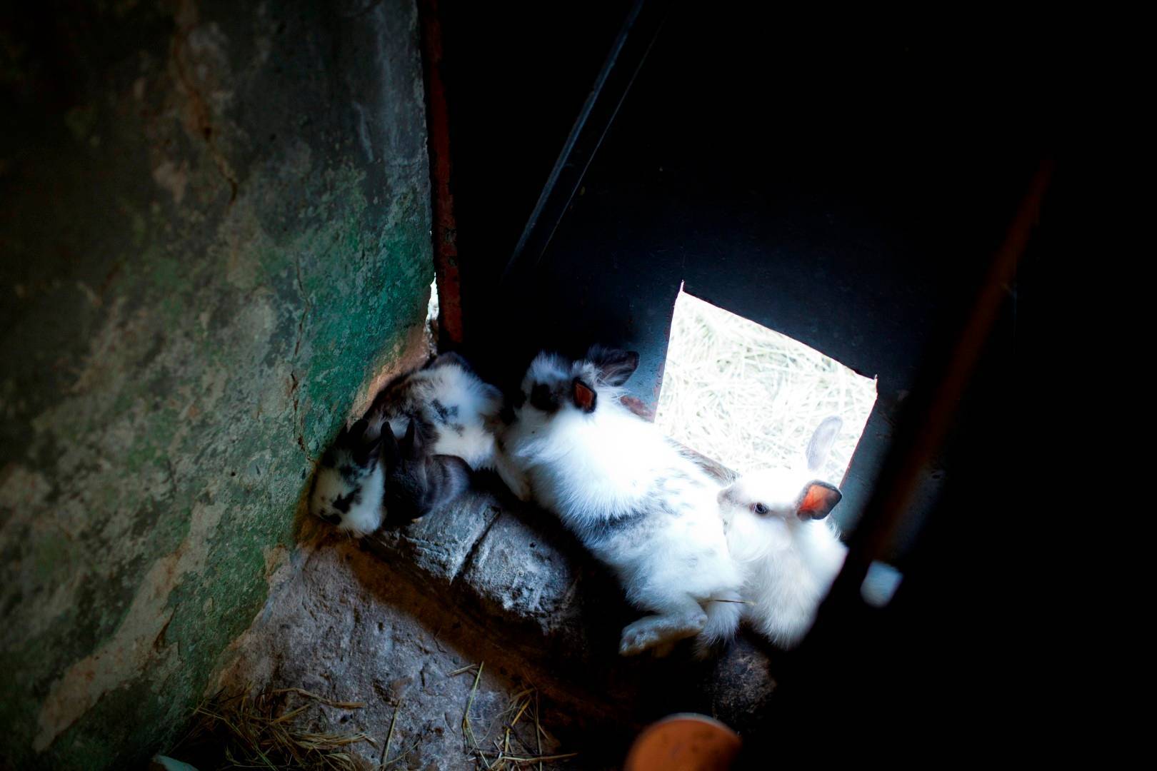 צילום לי ברבו (18)