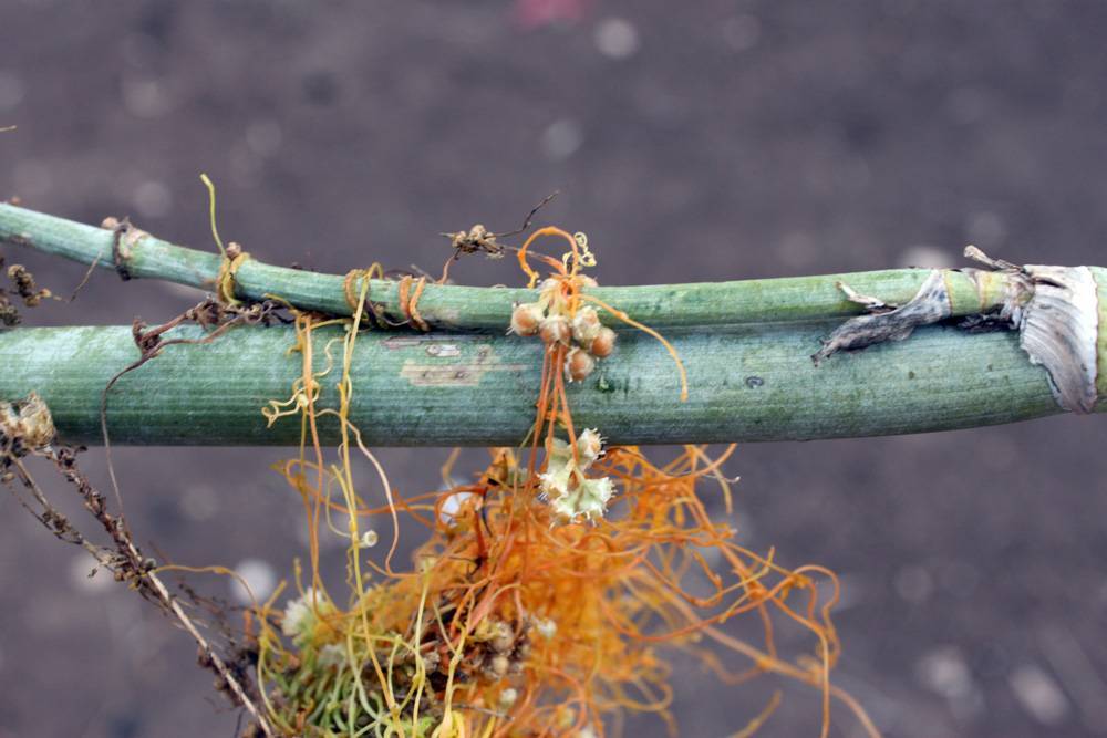 Cuscuta-Palaestina