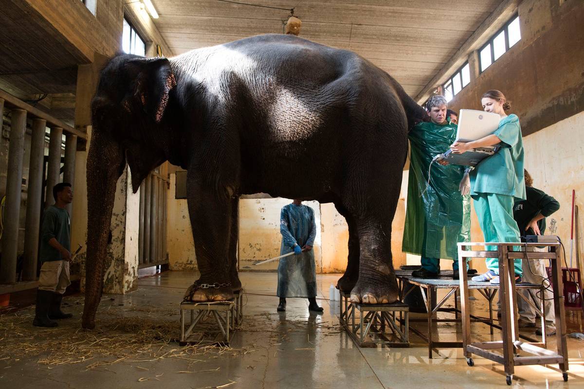 הפילה תמר במהלך טיפול הפרייה בגן החיות התנ״כי