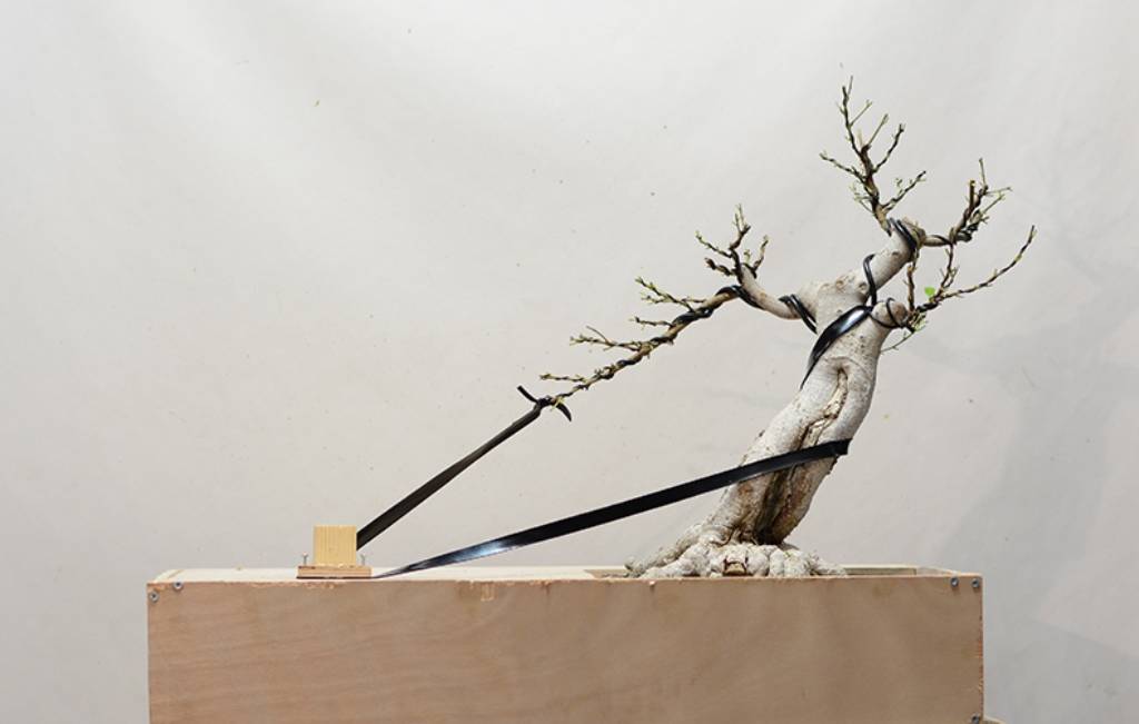 DSC_0845 - crop 2 - resize