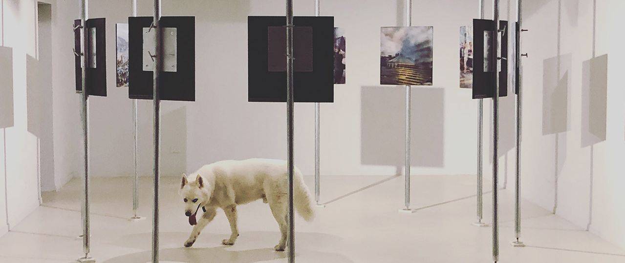 ליאור זלמנסון, שיחדש