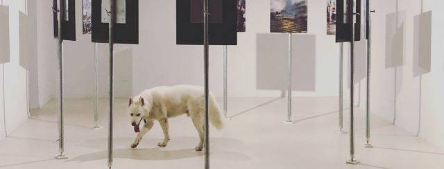 ליאור זלמנסון, שיחדש