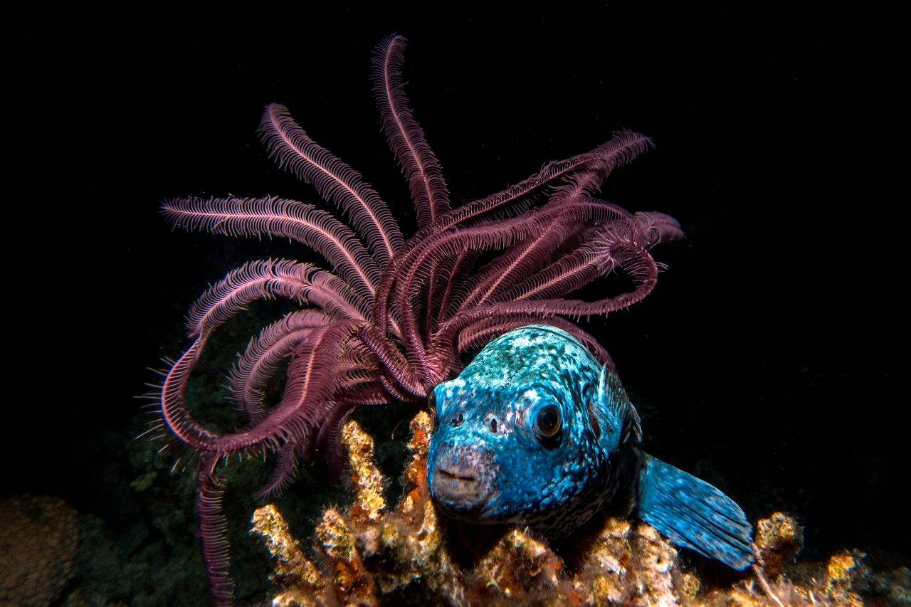 טבע מקומי במוזיאון ארץ ישראל. צילומים: טום שלזינגר