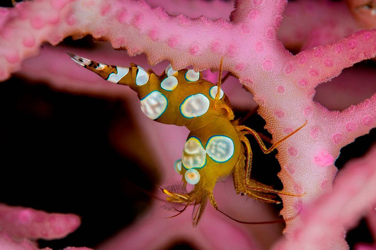 טבע מקומי במוזיאון ארץ ישראל. צילומים: טום שלזינגר