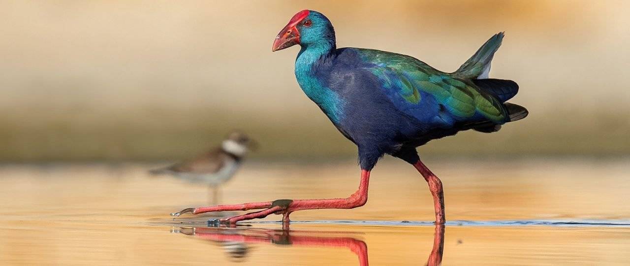 טבע מקומי במוזיאון ארץ ישראל. צילומים: טום שלזינגר