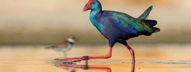 טבע מקומי במוזיאון ארץ ישראל. צילומים: טום שלזינגר