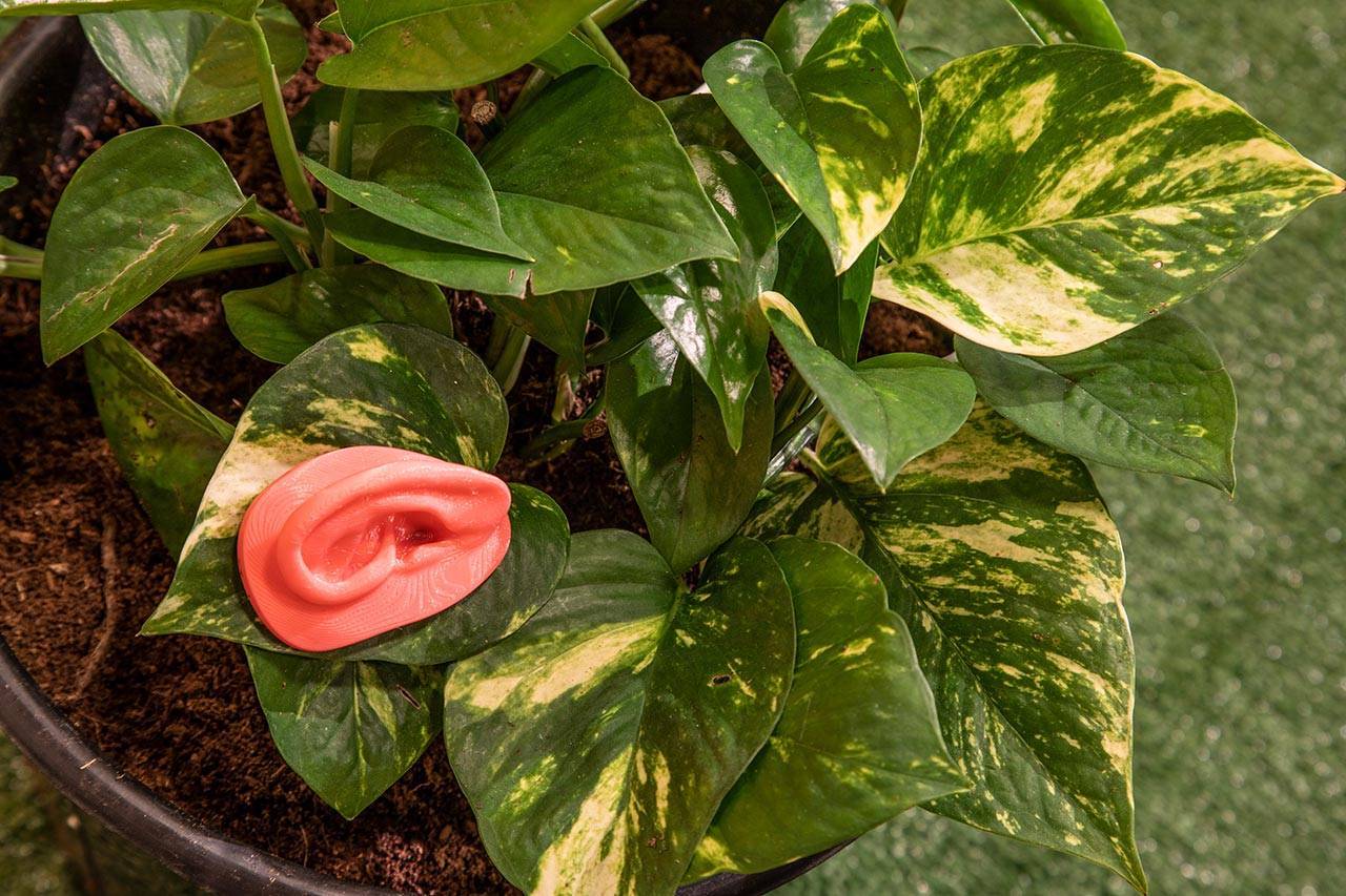 סתיו פורגס, מה שצריך