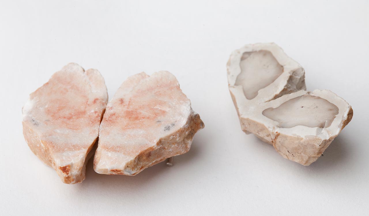 ורד קמינסקי בנאו גמו. צילום: ליאת אלבלינג