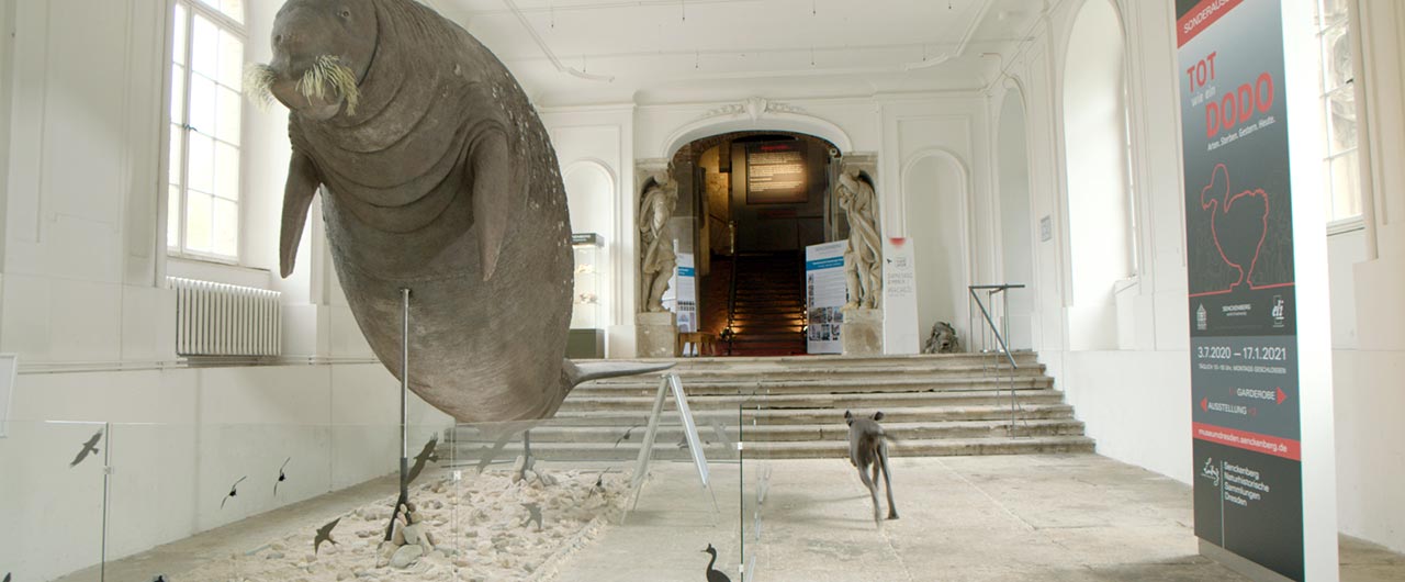 אסף גרובר, עד גס רוח