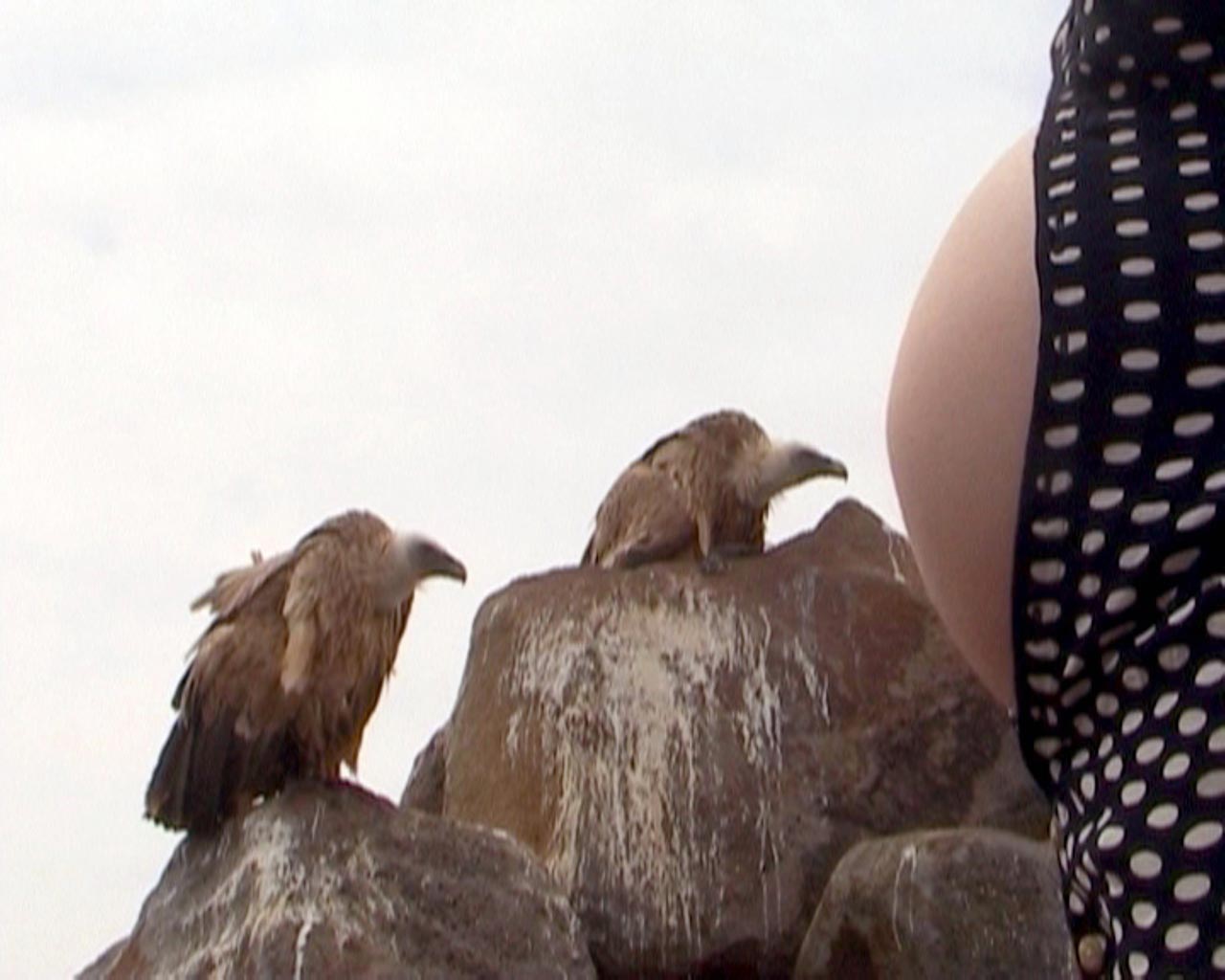 שרון בלבן, שלאגפיקס