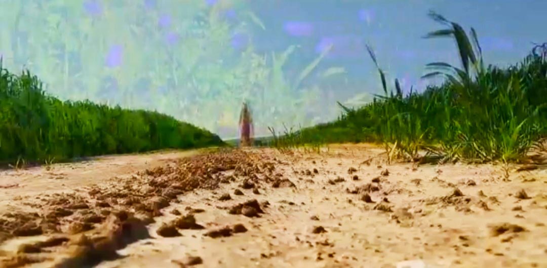 שירלי עשהאל