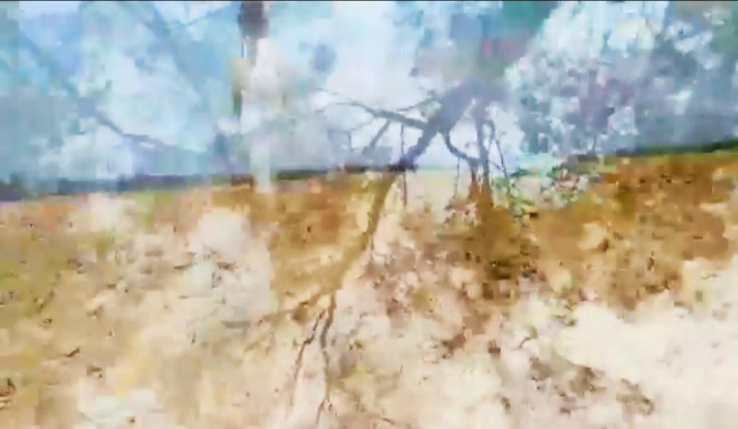 שירלי עשהאל