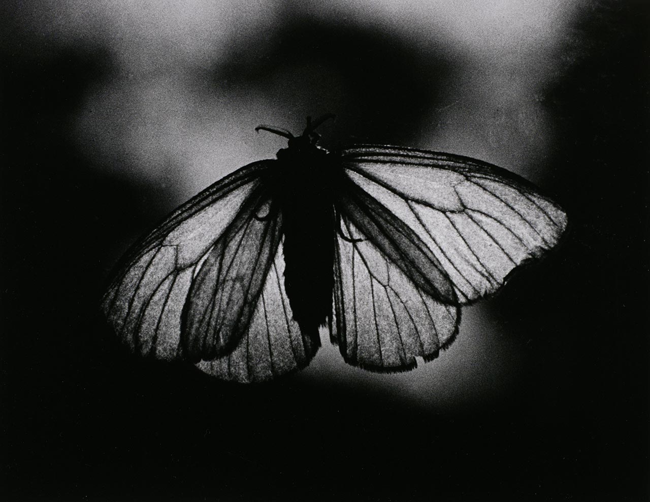 יאסוי נאקאג׳י