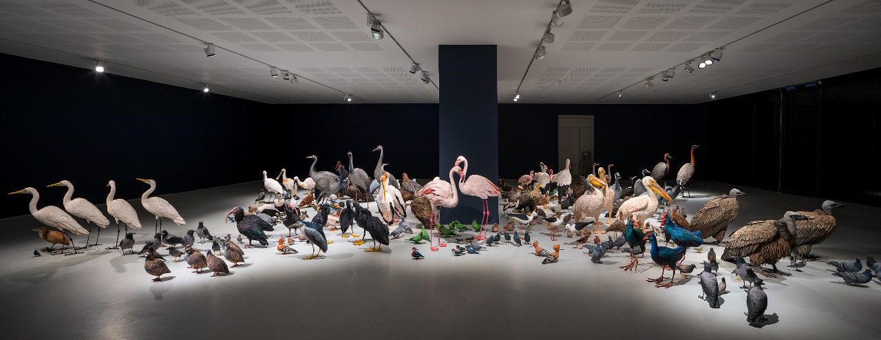 שירה זלוור, התכנסות ציפורים. צילומים: אלעד שריג