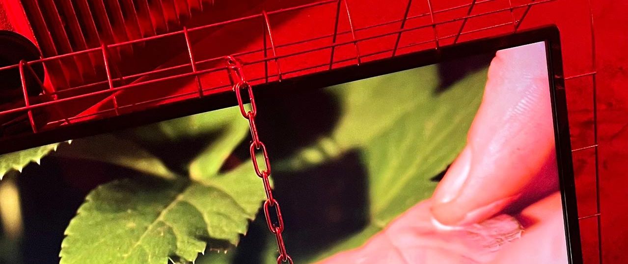 לואיזה וולף, Botanical Role Play. צילומים: מ״ל