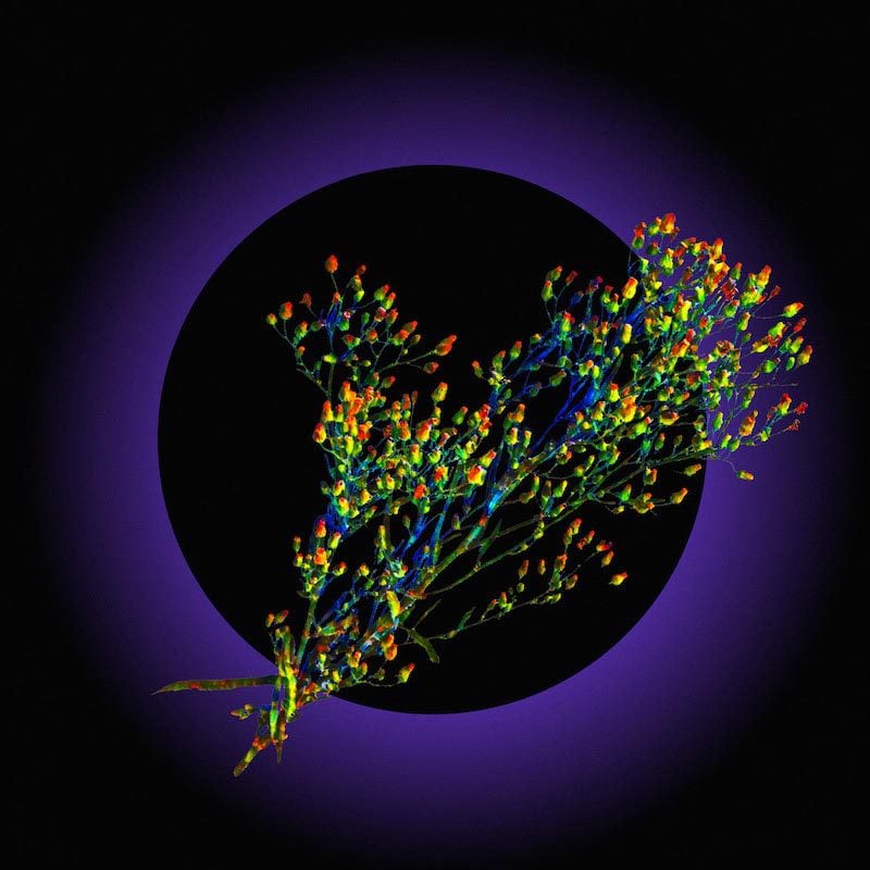 סטודיו MA בבית ליבלינג