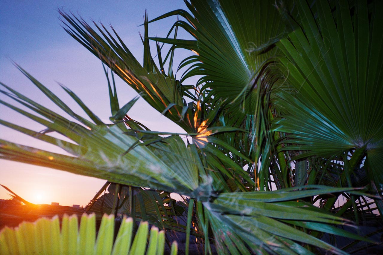 מתוך ״נשיקת שמש״