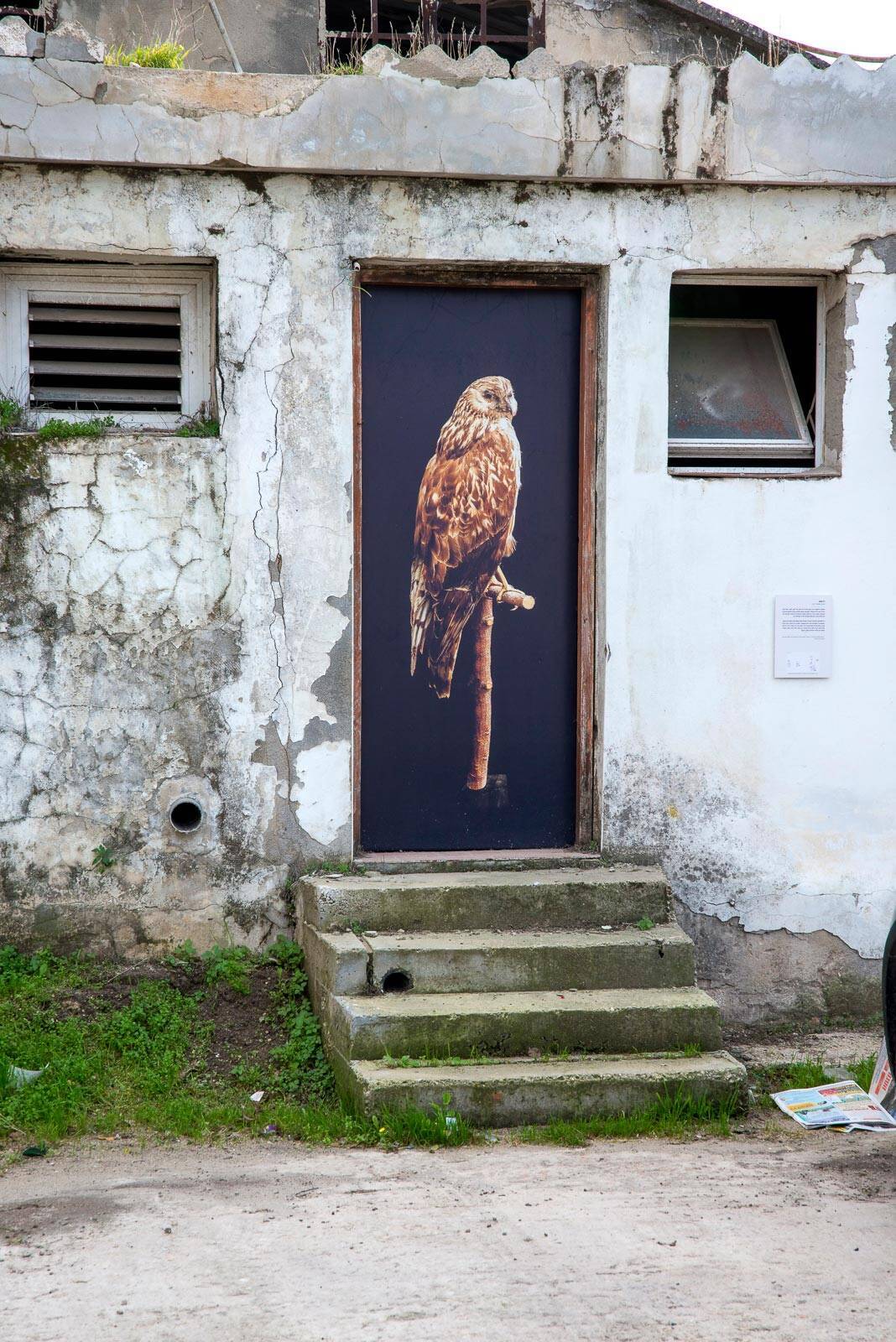 גיל שחם, זרון כחול