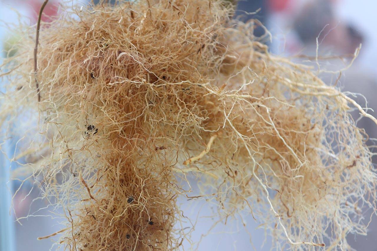 לירון פין. שורשים