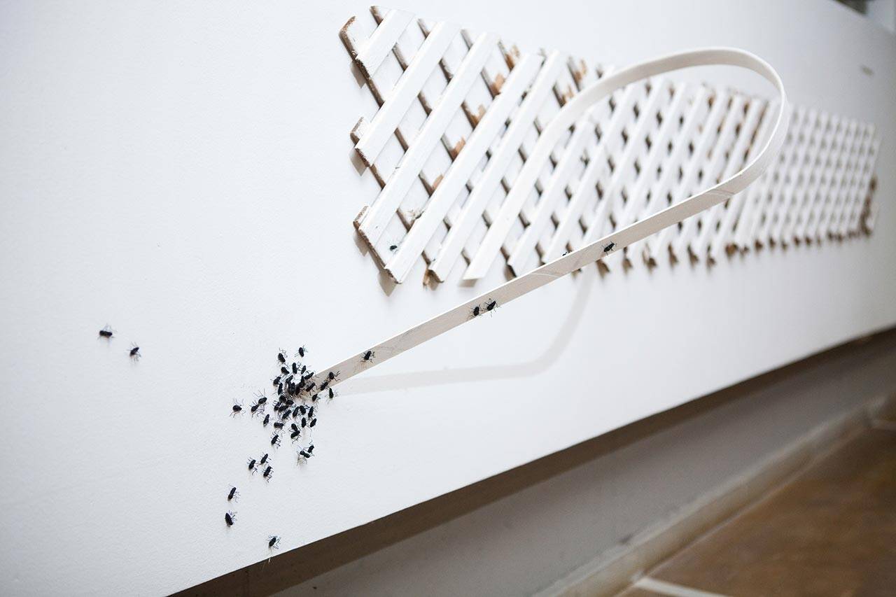 ניצן סט, גדר אמריקאית. צילום: חמודי גנאם