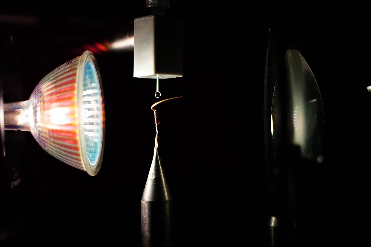 זרע של מקור חסידה, מוצג של המעבדה של ערן שרון