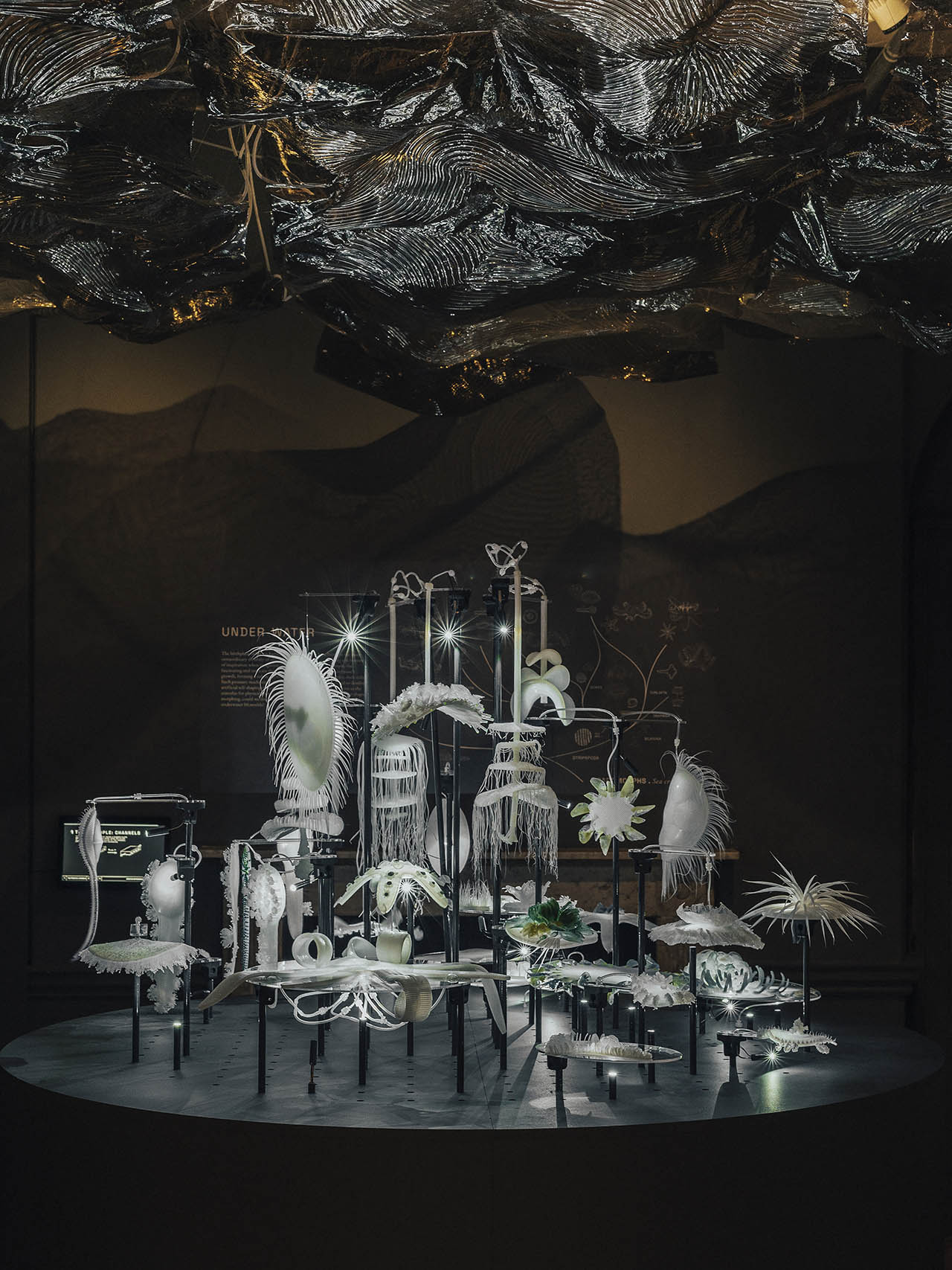 סביבת האוקיינוס. צילום: טאראן וילקהו