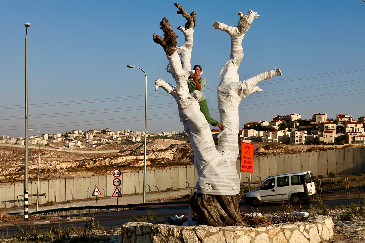 אריאן ליטמן, עץ הזית. צילום: רינה קסטלנובו
