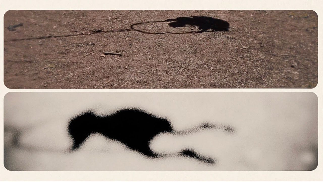 אמנון וינר ודלית זיו, צללים