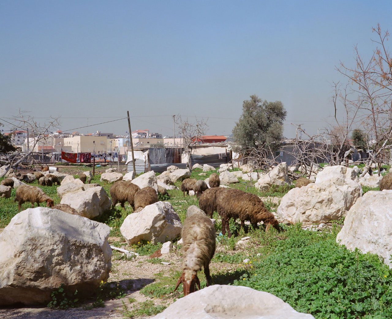 אתי שוורץ, בולדרים