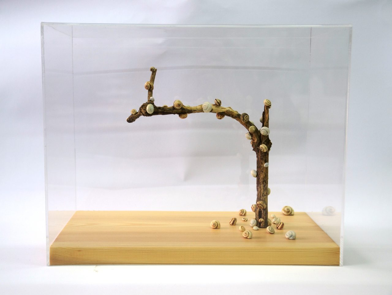 חיימי פניכל