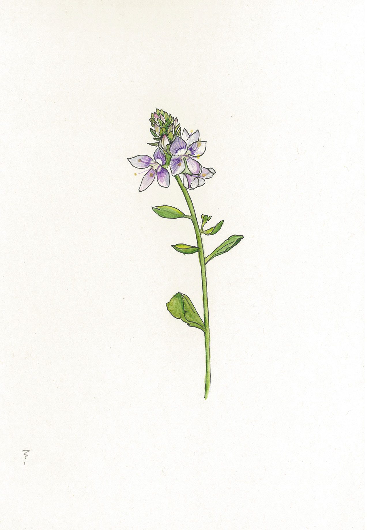 ורוניקה מזרחית