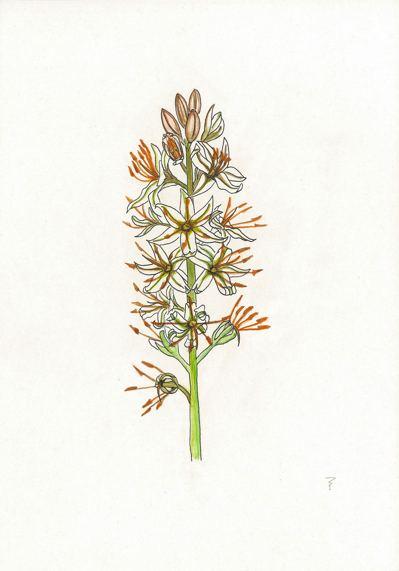 עריר הלבנון