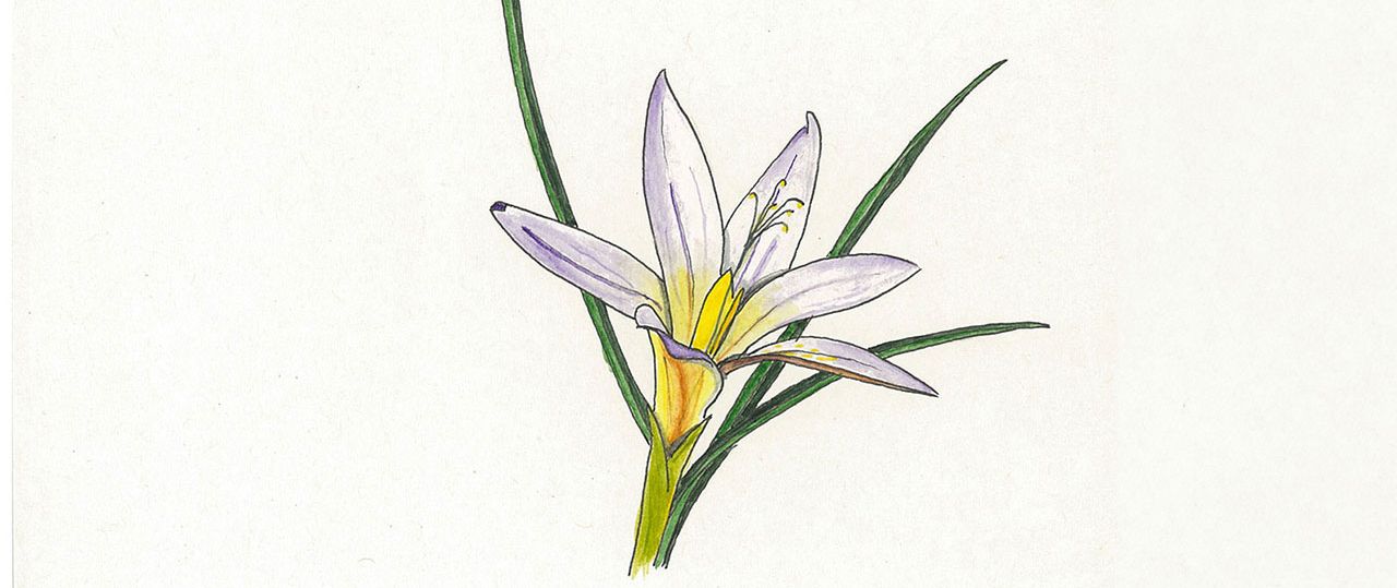 דנה מורן, רומוליאת השלג, מתוך ״רום 1000+״