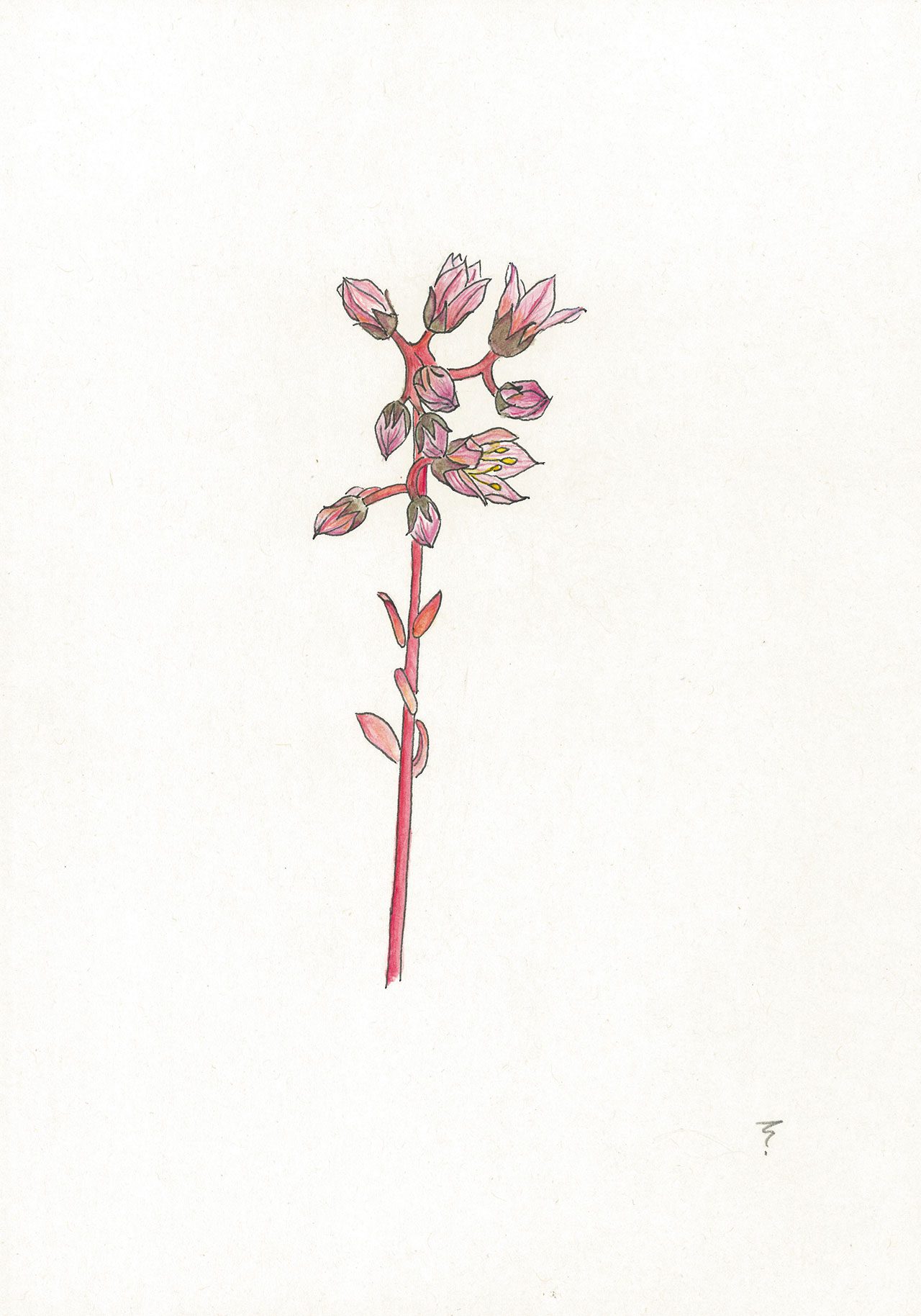 שושנתית הלבנון