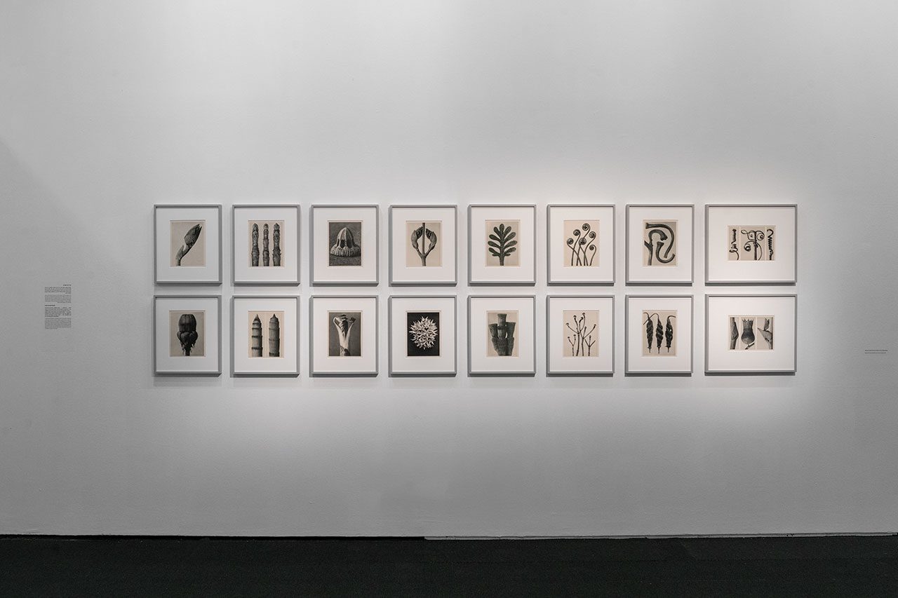 היסטוריה קטנה של הצילום. צילומים: אלי פוזנר, מוזיאון ישראל