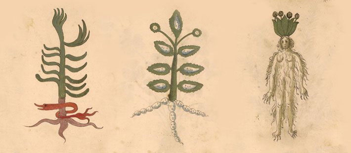 איור: The Public Domain Review