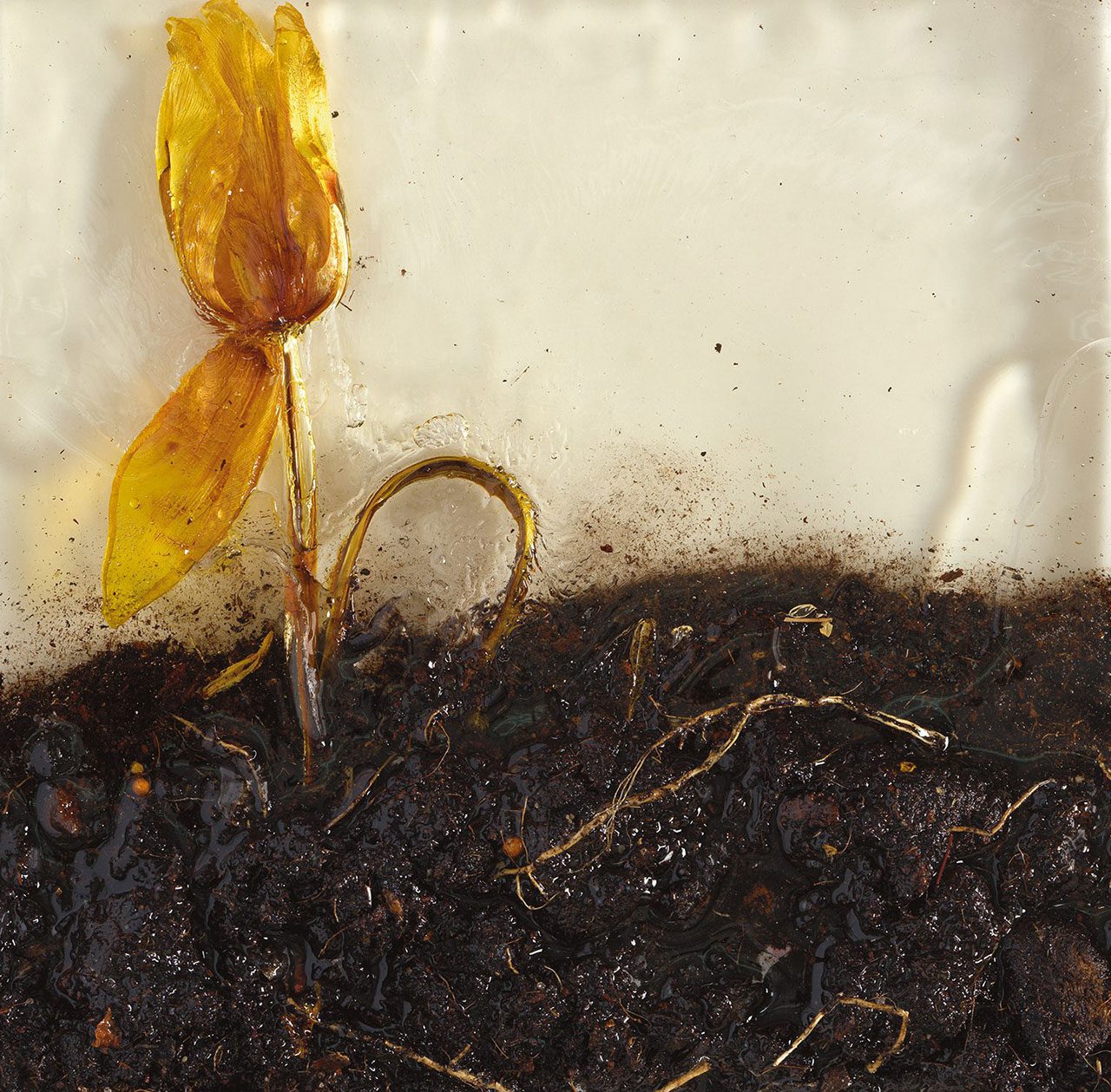 פרח מכיכר החטופים ואדמה