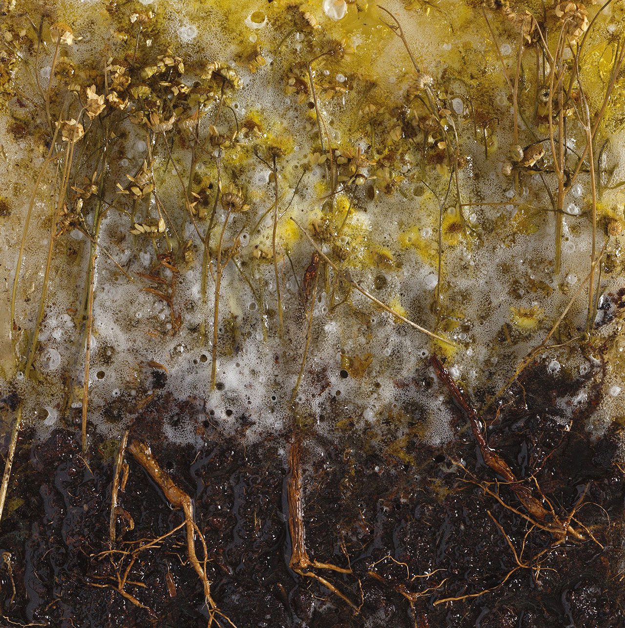 פרחים ואדמה