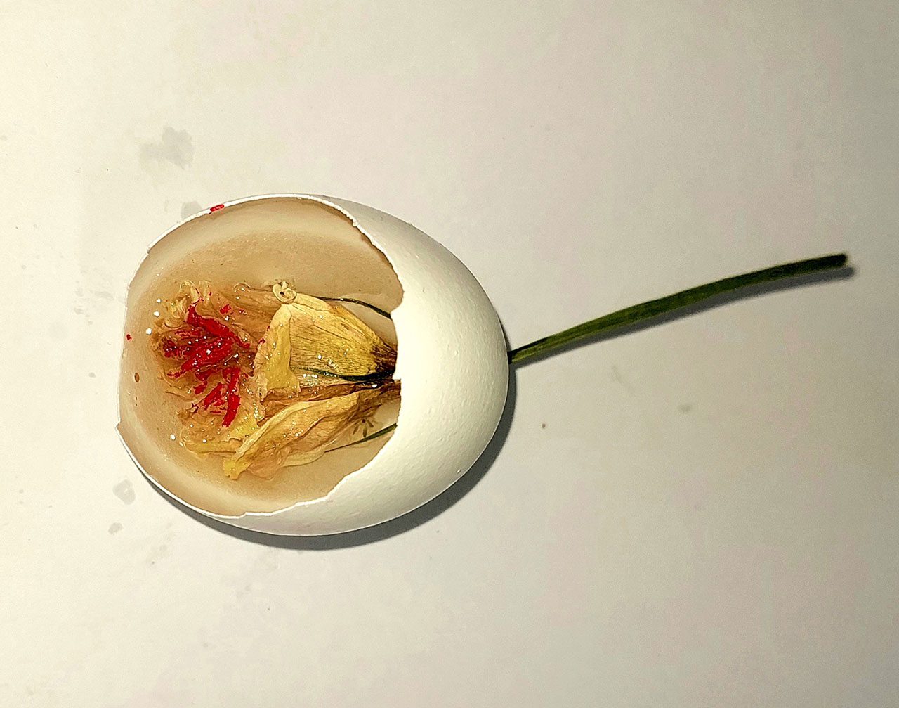 פרח יצוק בקליפת ביצה