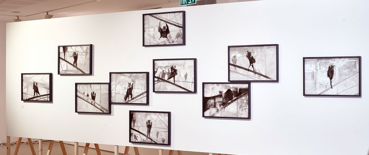 הדס סט, Black Sorrow; תיאטרון החיות במוזיאון תל אביב. צילום: דור קדמי