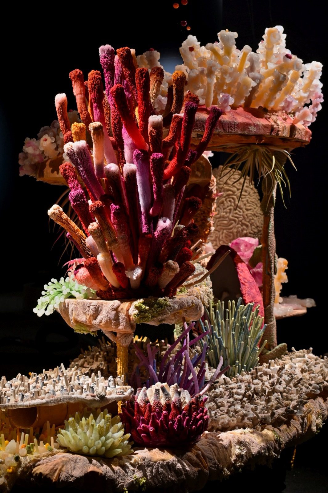 צורי גואטה, שירת האלמוגים במוזיאון הטבע. צילומים: שי בן אפרים