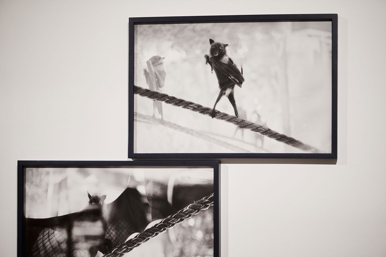 צילומי הצבה: דור קדמי