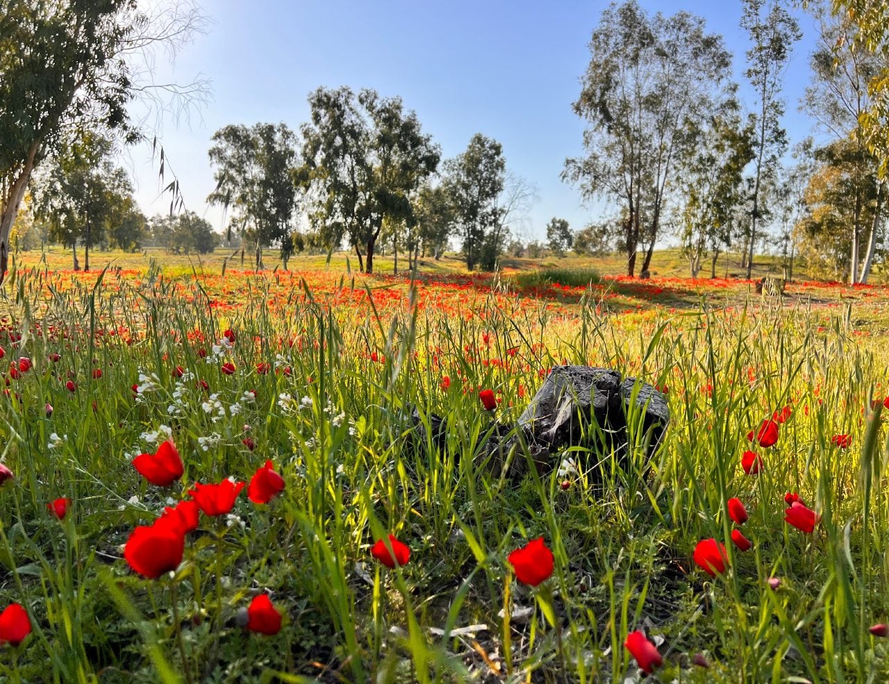 סלון ליבלינג, בונים תקומה. צילום: מיקי סימון אלחדף