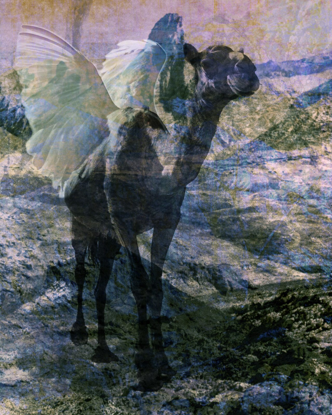 קלרגל. צילומים: ענבל כהן, מתוך התערוכה ארץ ירח