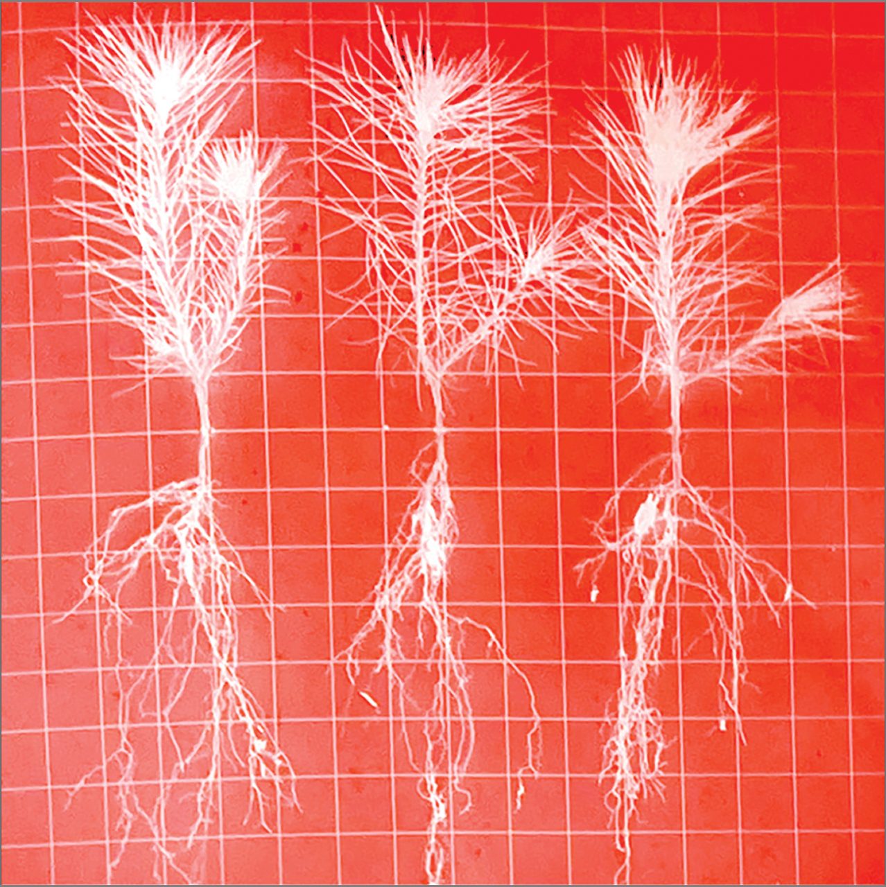 שני אביבי. צילומים: מ״ל