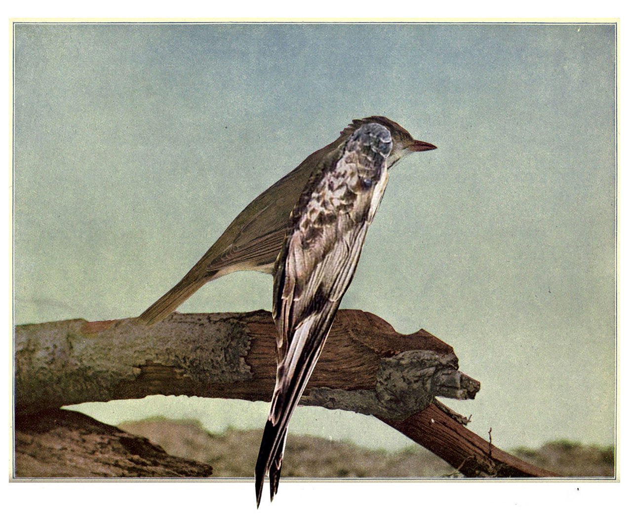 רונית פורת, רוח ציפור