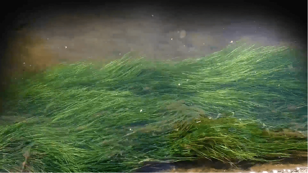 הדס דוכן. צילום: מ״ל