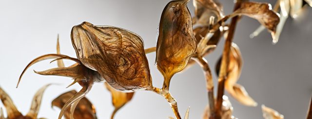 ליאור וג'ימה. צילום: מידד סוחובולסקי